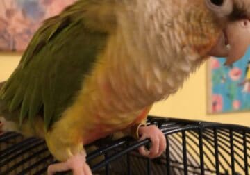 Green Cheek needs a home
