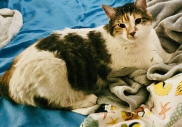 Urgently Rehoming Calico cat