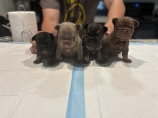 Frenchie financing available
