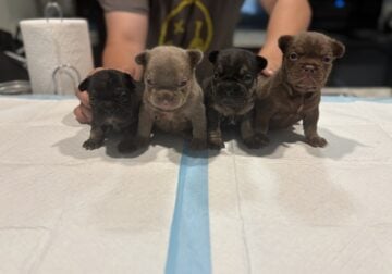 Frenchie financing available