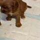 Beautiful Cavalier King Charles
