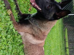 Belgian malinois for sale