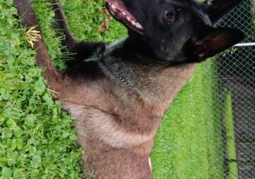 Belgian malinois for sale