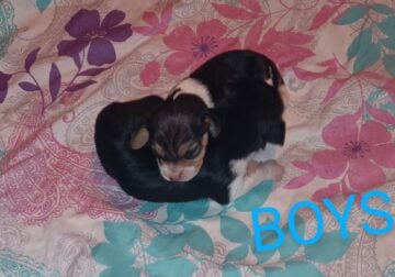 Full Blooded Beagle Puppies