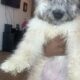 Mini poodle/dashound