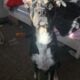 German Shepard X Boxer in need of home