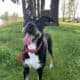 German Shepard X Boxer in need of home