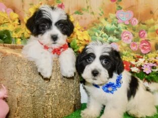 Chicago Shihpoo X Babies. Nonshedding. Great for K