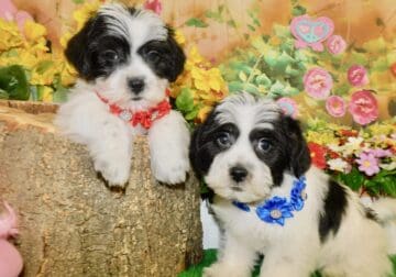 Chicago Shihpoo X Babies. Nonshedding. Great for K