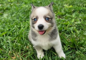 Pomsky Corgi mixes