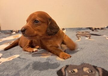 Red Unique Mini Weenies Dachshund Puppy