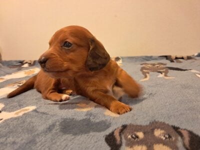 Red Unique Mini Weenies Dachshund Puppy