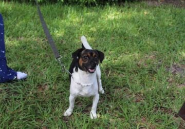 Little size Male dog to rehome