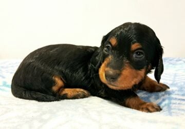 Moana Unique Mini Weenies Dachshund Puppy