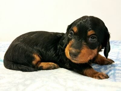 Moana Unique Mini Weenies Dachshund Puppy