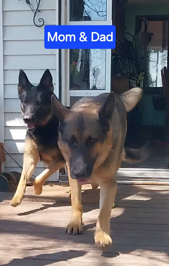 German Shepherd Puppies image 2