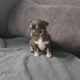 Purebred Chihuhua females