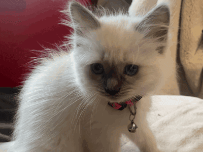 Ally – Blue Point Ragdoll Kitten