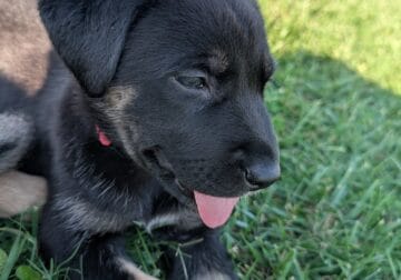 Princess Pink the Puppy