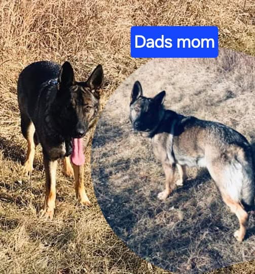 German Shepherd Puppies image 3