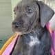 Great Dane Puppies ready for Adoption