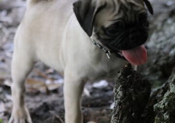 Huckleberry