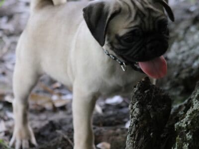 Huckleberry