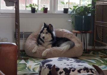 Finding a good home for Iroh