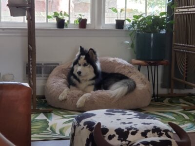 Finding a good home for Iroh