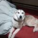 Alaskan sibarian husky puppies for sale
