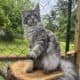 Maine coon kittens