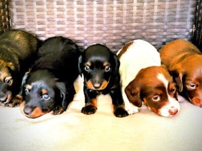 Beautiful full blooded long haired dachshunds for