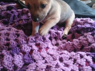 CHIWEENIE “STUBS”