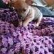 CHIWEENIE “STUBS”