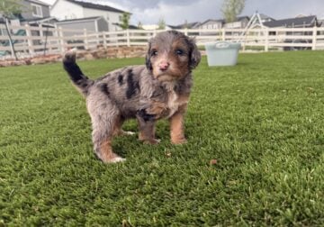 Bernedoodle puppies