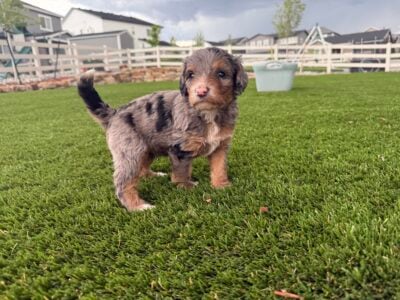 Bernedoodle puppies