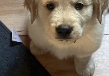 Cabin golden retrievers for sale