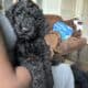 Standard Poodle