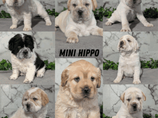 MINI HIPPO PUPS BORN APRIL 27