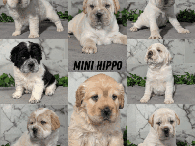 MINI HIPPO PUPS BORN APRIL 27