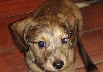 Miniature dachshund 8 weeks male