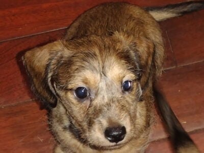 Miniature dachshund 8 weeks male