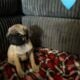 Adorable 8-Week-Old Pug Puppies(2 male, 3 female)