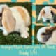 Holland Lop Rabbits