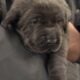 AKC Labrador Retrievers Charcoal & Silver