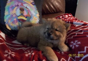 POOH BEAR IS AN ADORABLE CKC REG PUREBRED CHOW PUP