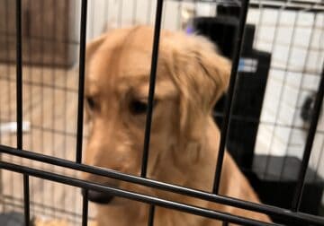 Male Golden Retriever Champion