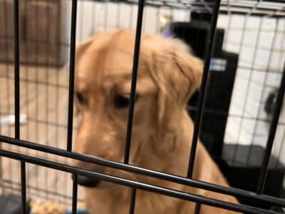 Male Golden Retriever Champion