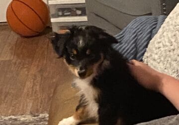 Toy Aussie