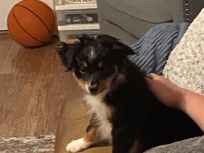 Toy Aussie